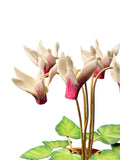 CYCLAMEN EN FAIENCE
