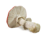 CHAMPIGNON EN FAIENCE - AMANITE